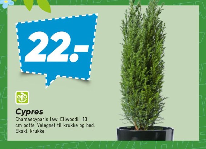 Cypres Chamaecyparis law. Ellwoodii. 13 cm potte. Velegnet til krukke og bed. Ekskl. krukke. – Bilka