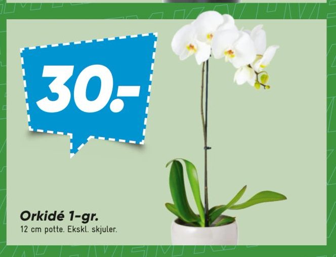 Orkidé 1-gr. 12 cm potte. Ekskl. skjuler. – Bilka