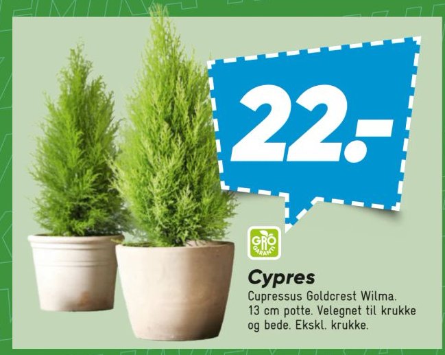 Cypres Cupressus Goldcrest Wilma. 13 cm potte. Velegnet til krukke og bede. Ekskl. krukke. – Bilka