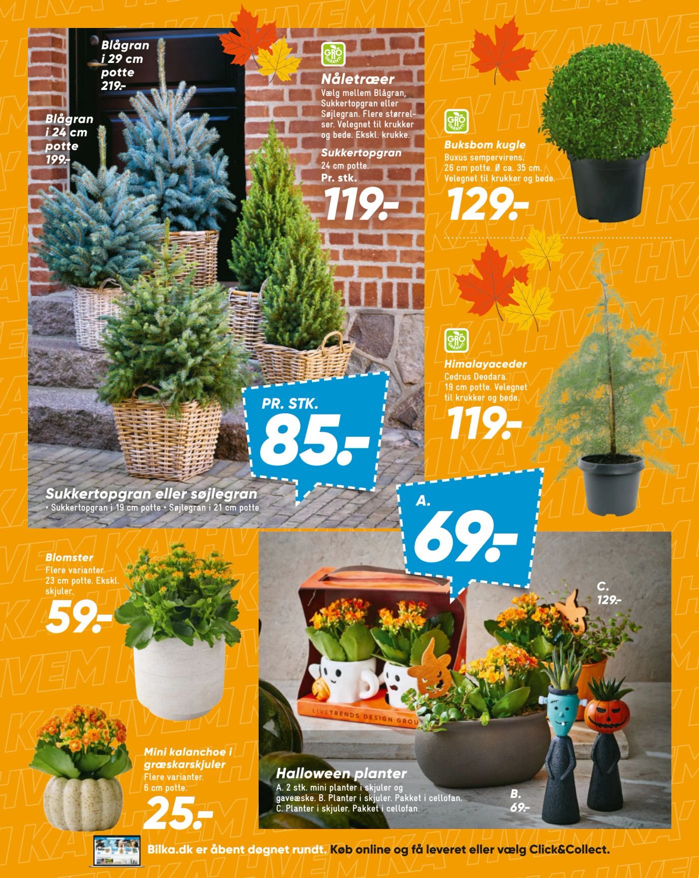 Kalanchoe Flere varianter. 12 cm potte. Ekskl. – Bilka