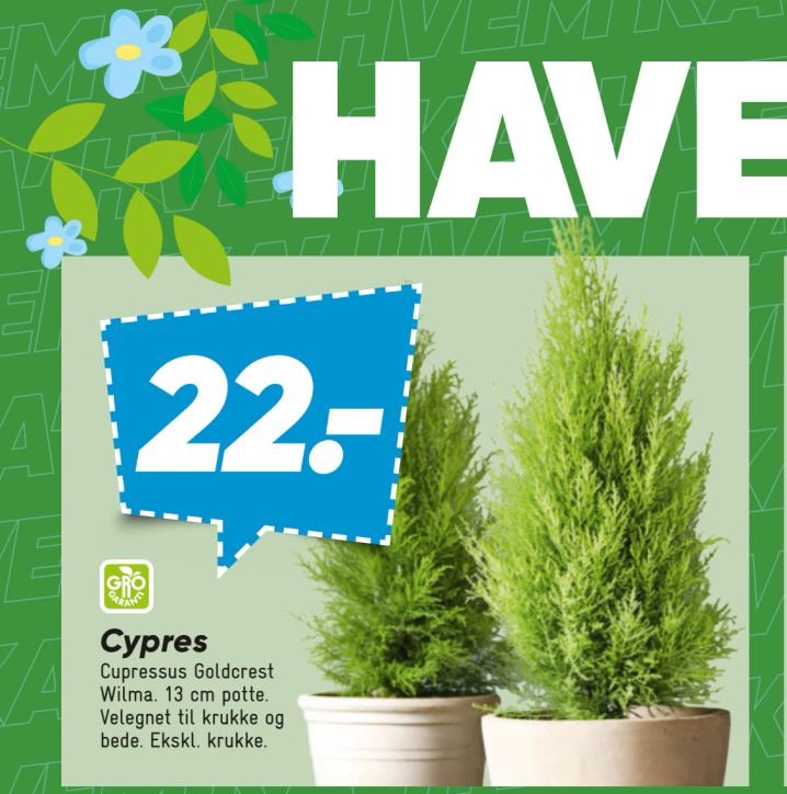 Cypres – Bilka