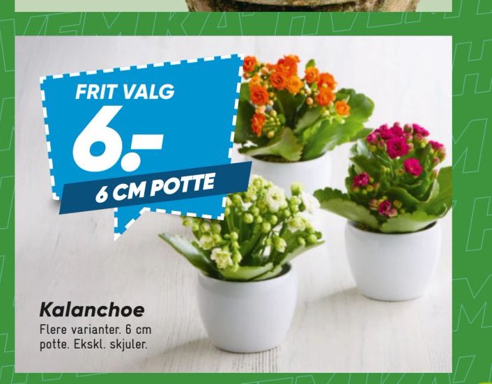 Kalanchoe – Bilka