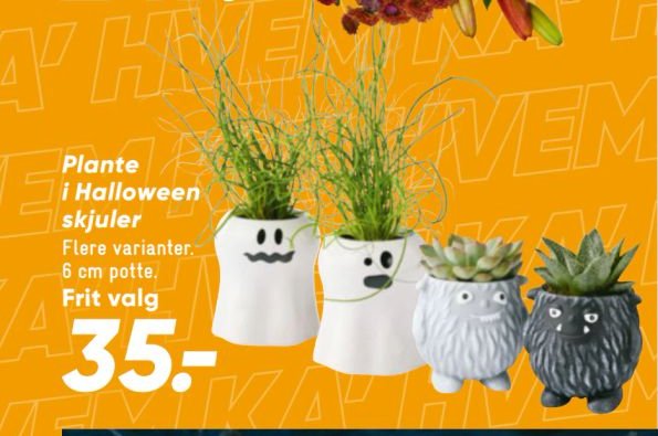 Plante i Halloween skjuler – Bilka