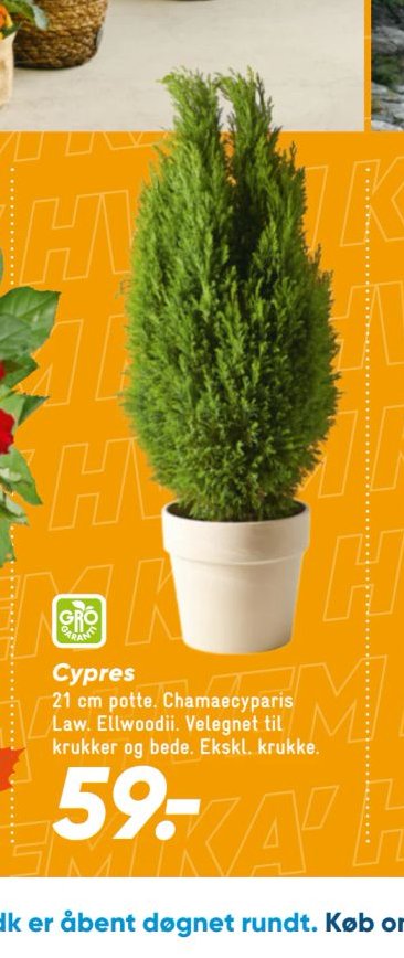 Cypres – Bilka