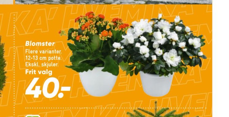 Blomster – Bilka