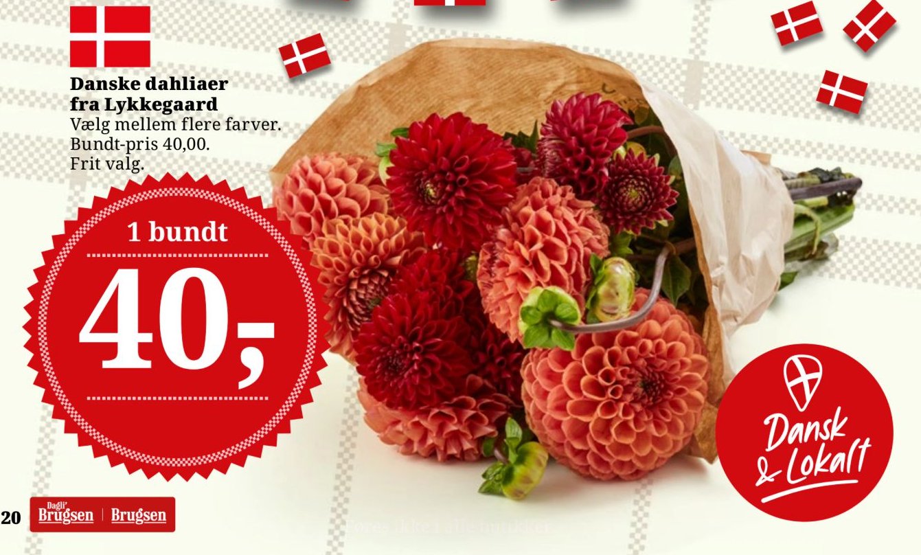 Danske dahliaer fra Lykkegaard Vælg mellem flere farver. Bundt-pris 40,00. Frit valg. – Dagli'Brugsen