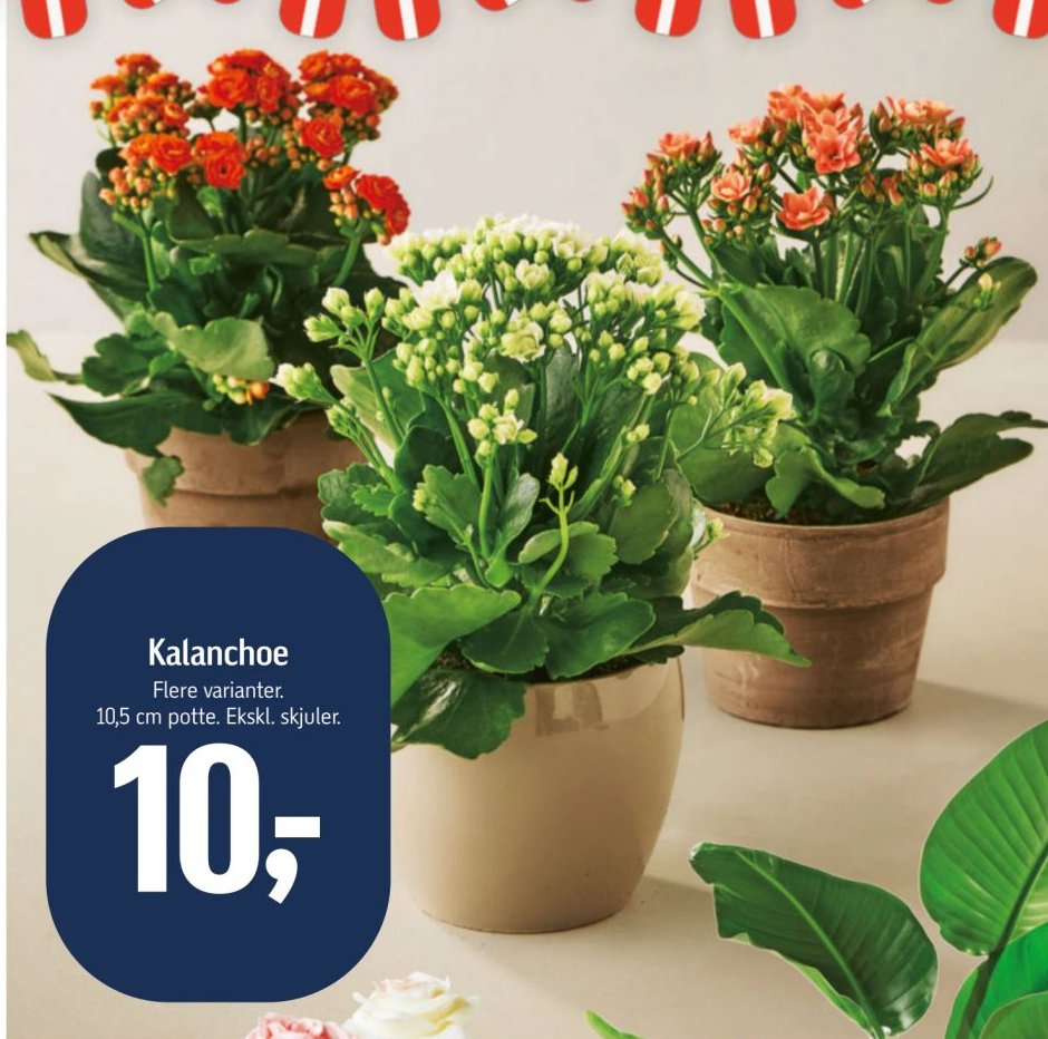 Kalanchoe Flere varianter. 10,5 cm potte. Ekskl. skjuler. – Føtex