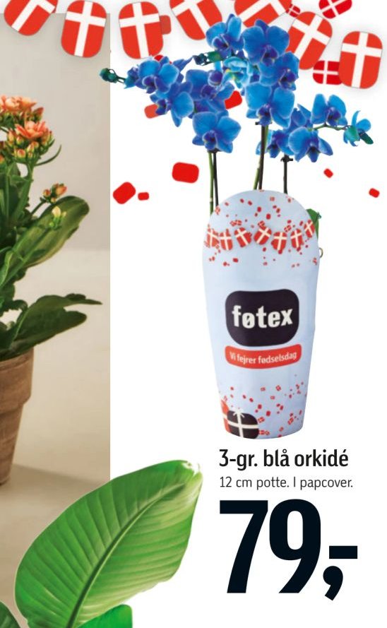 3-gr. blå orkidé 12 cm potte. I papcover. – Føtex