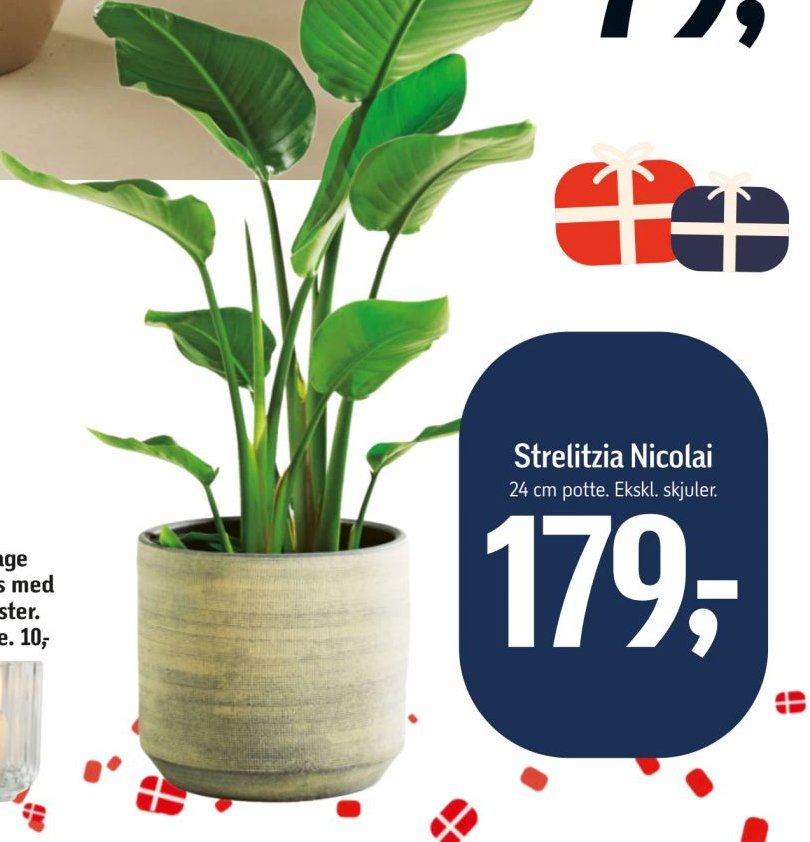 Strelitzia Nicolai 24 cm potte. Ekskl. skjuler – Føtex