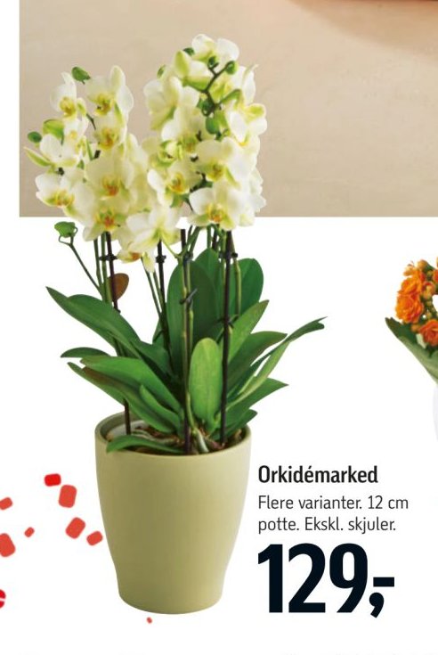 Orkidémarked Flere varianter. 12 cm potte. Ekskl. skjuler. – Føtex