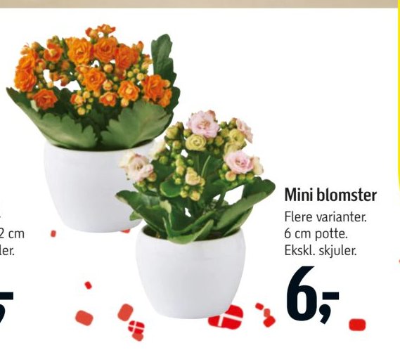 Mini blomster Flere varianter. 6 cm potte. Ekskl. skjuler. – Føtex