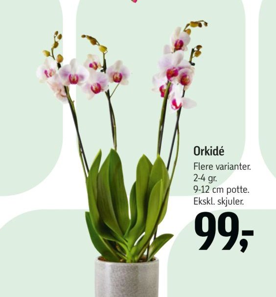 Orkidé – Føtex