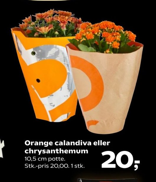 Orange calandiva eller chrysanthemum 10,5 cm potte – Kvickly