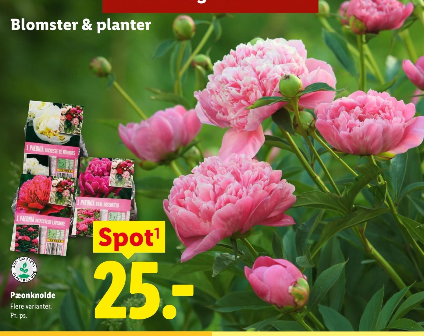 Pæonknolde Flere varianter. Pr. ps. – Lidl