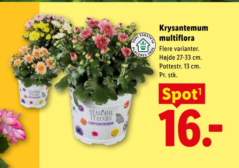 Krysantemum multiflora Flere varianter. Højde 27-33 cm. Pottestr. 13 cm. Pr. stk. – Lidl