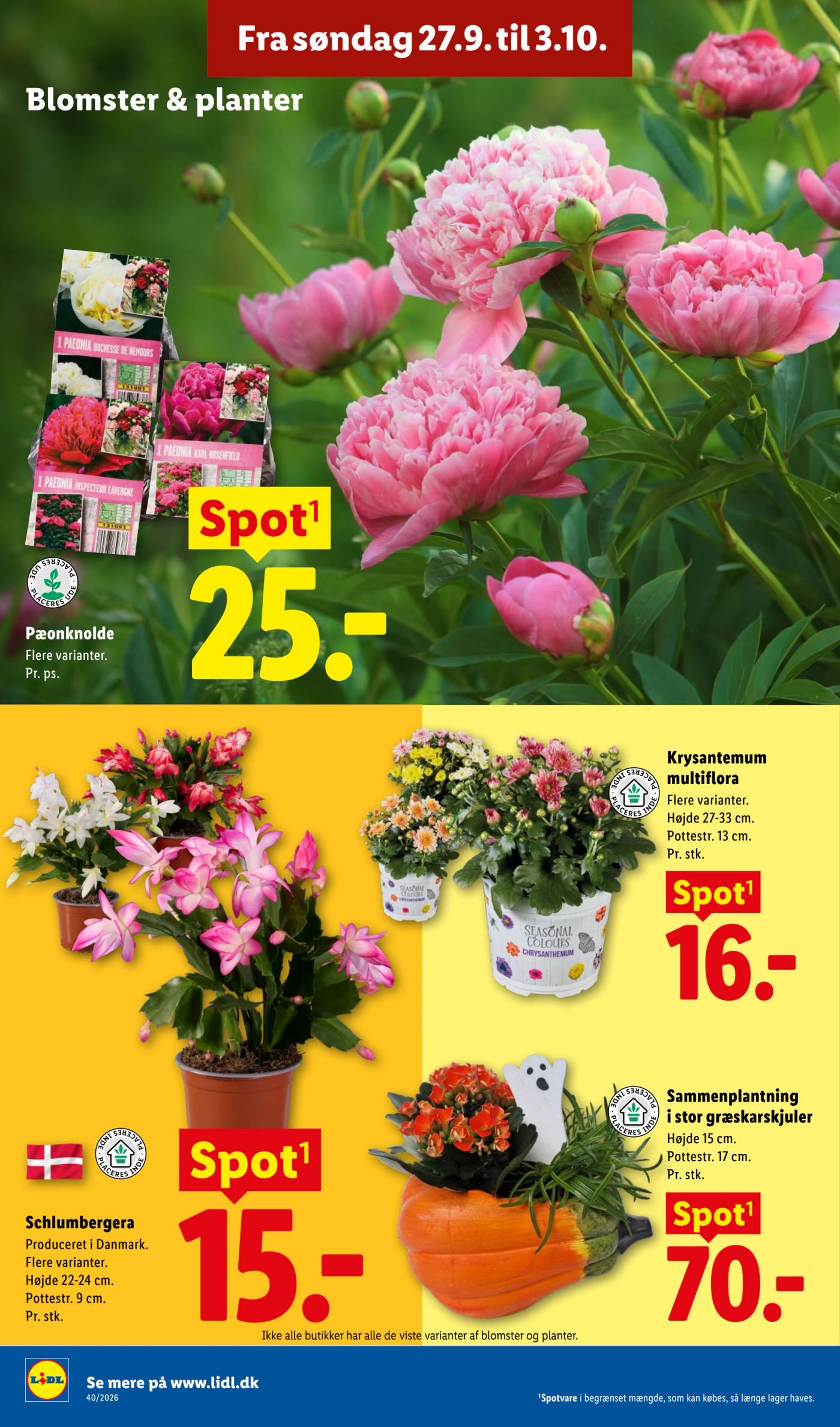 Schlumbergera Produceret i Danmark. Flere varianter. Højde 22-24 cm. Pottestr. 9 cm. Pr. stk. – Lidl