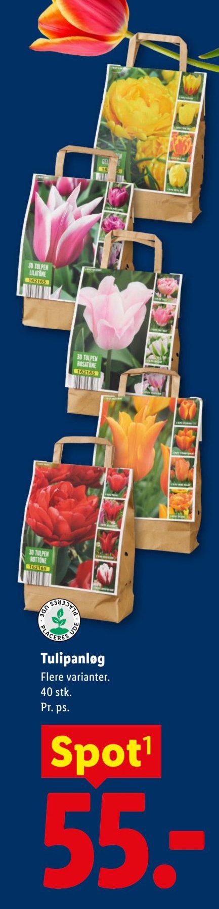 Tulipanløg Flere varianter. 40 stk. Pr. ps. – Lidl