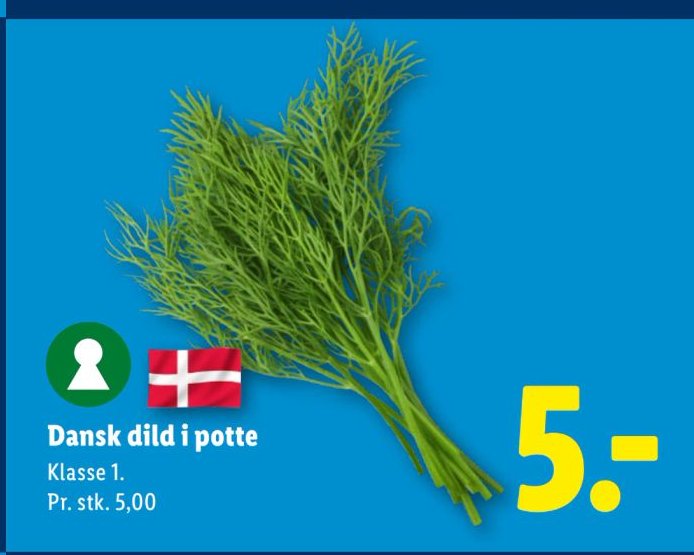 Dansk dild i potte Klasse 1 – Lidl