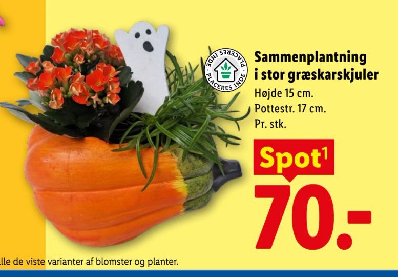 Sammenplantning i stor græskarskjuler Højde 15 cm. Pottestr. 17 cm. Pr. stk. – Lidl
