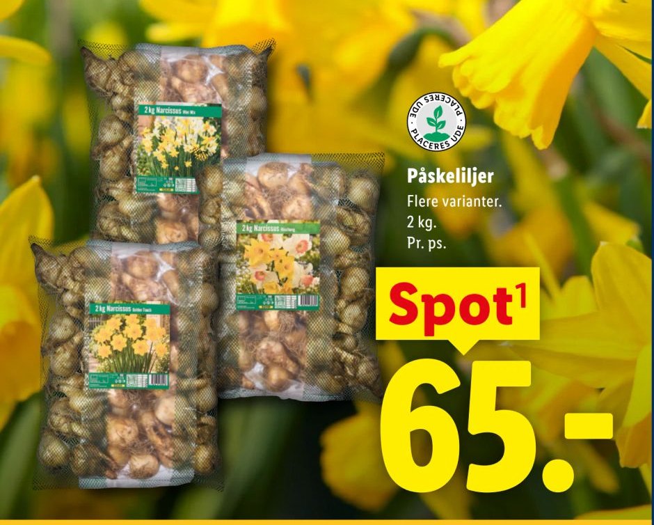 Påskeliljer Flere varianter. 2 kg. Pr. ps. – Lidl
