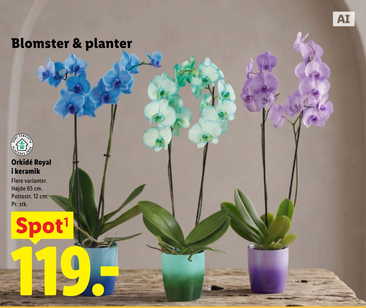 Orkidé Royal i keramik – Lidl