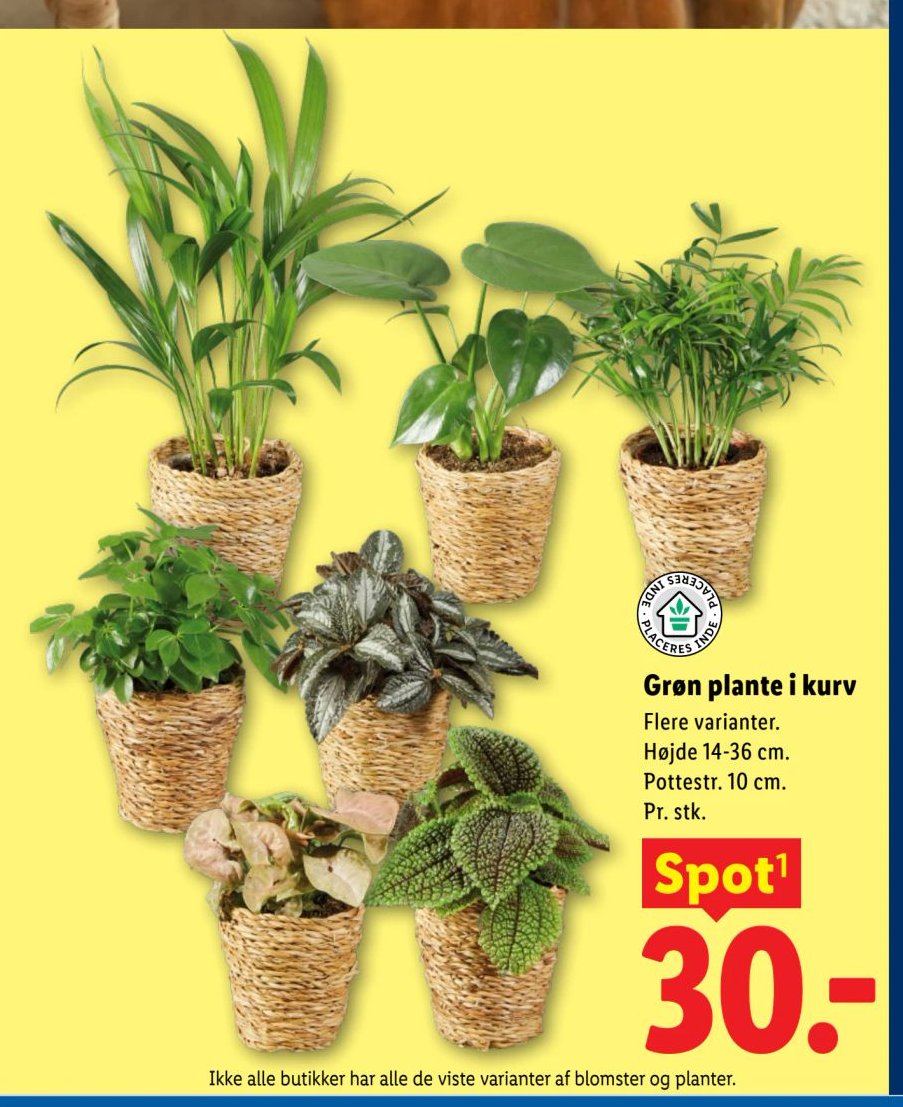 Grøn plante i kurv – Lidl