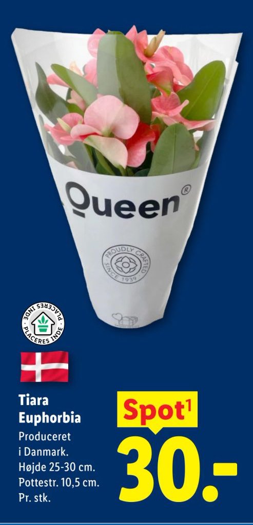 Tiara Euphorbia – Lidl