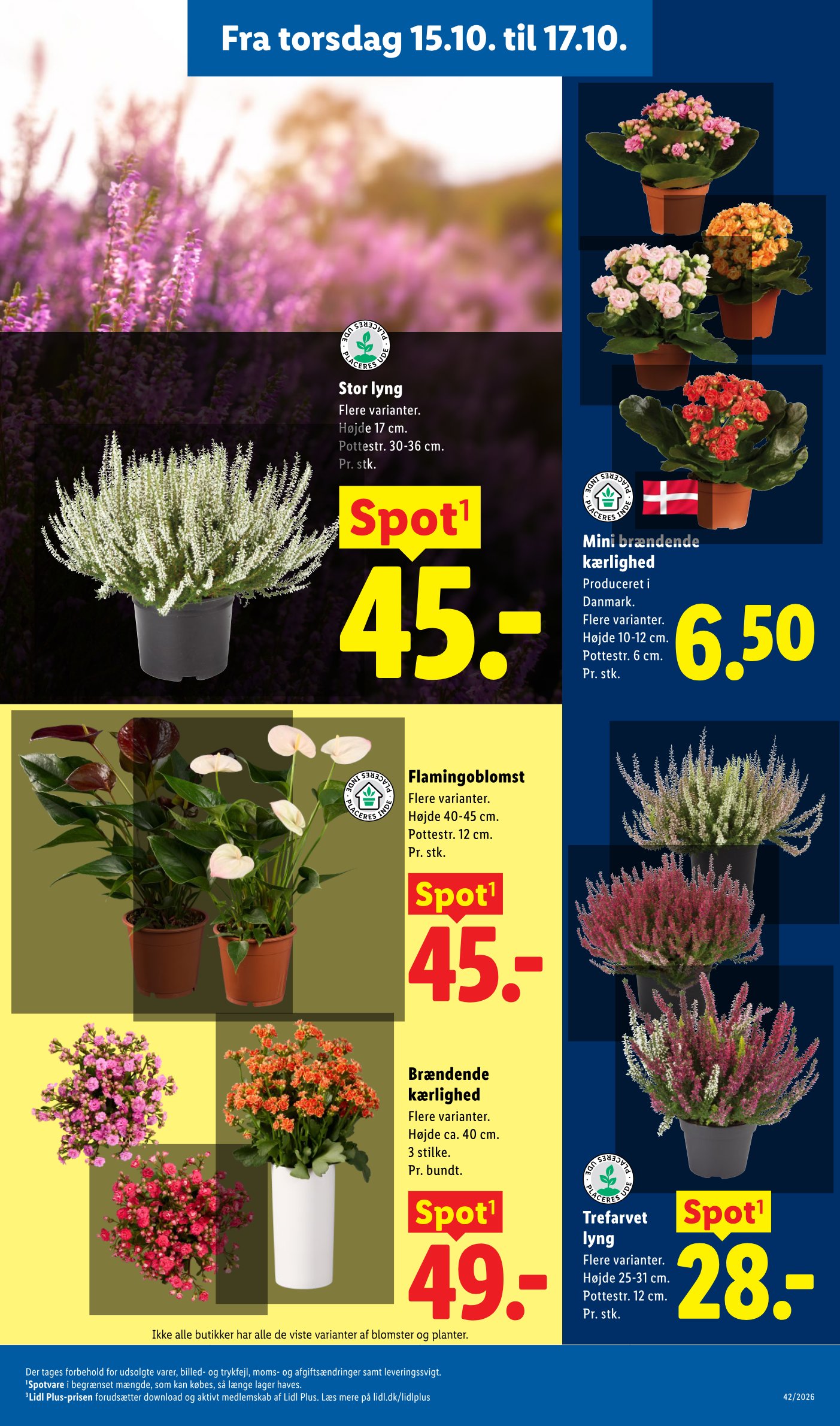 Flamingoblomst – Lidl