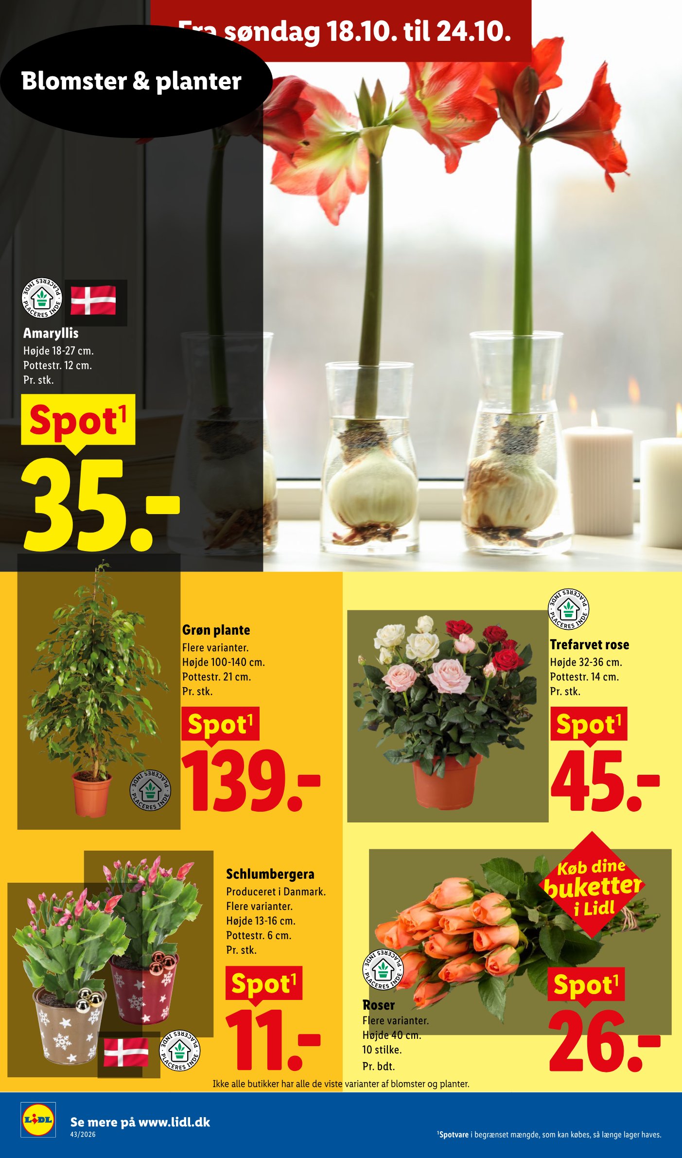 Schlumbergera – Lidl