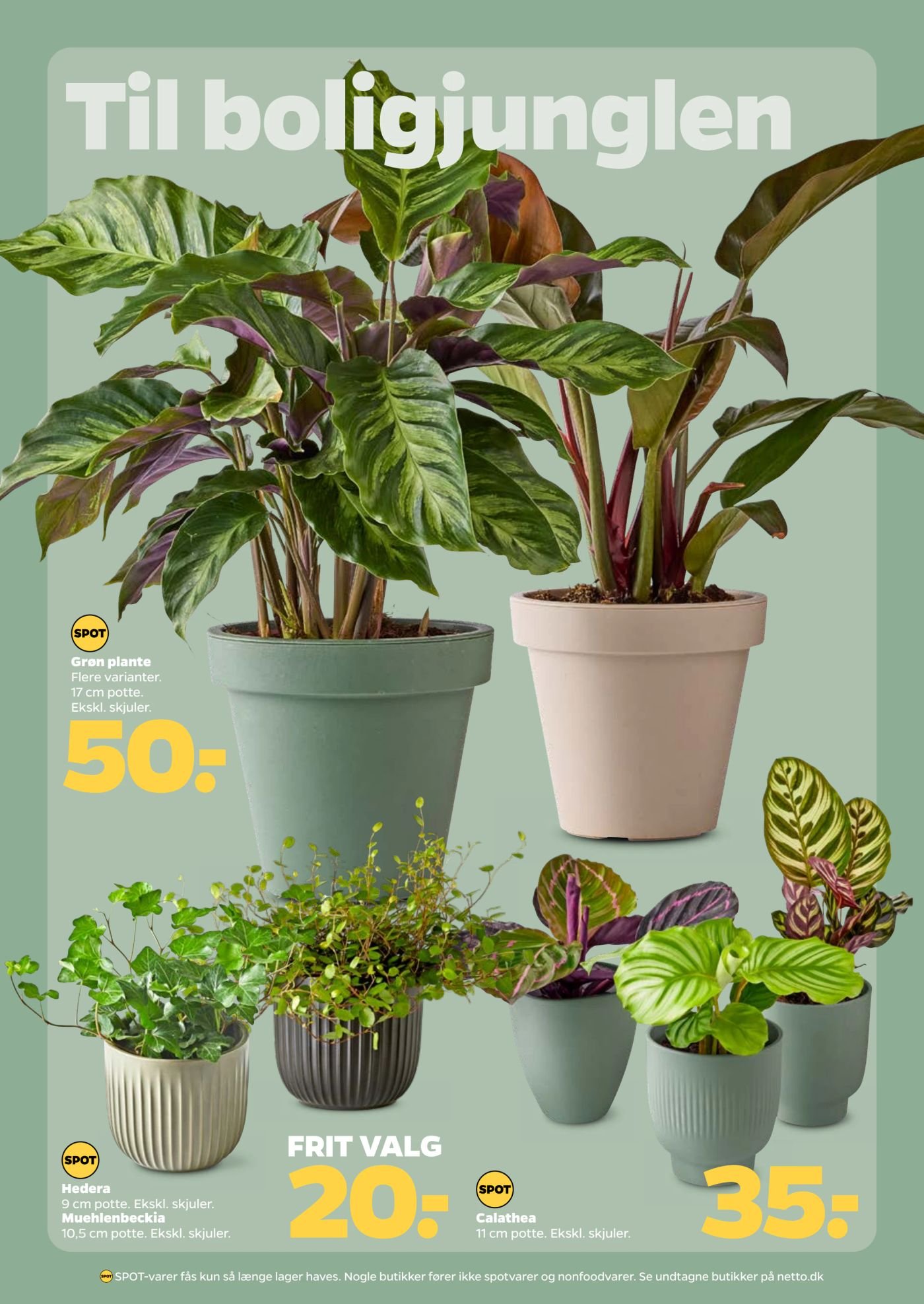 Hedera 9 cm potte. Ekskl. skjuler. – Netto