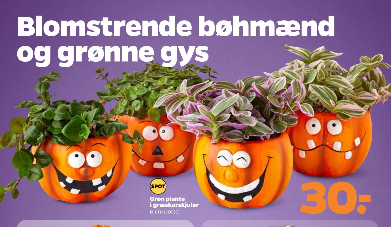 Grøn plante i græskarskjuler 6 cm potte. – Netto