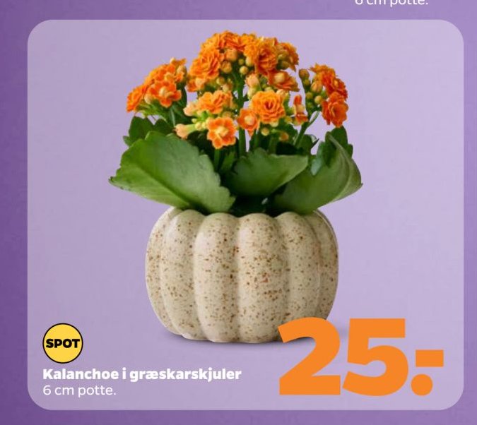 Kalanchoe i græskarskjuler 6 cm potte. – Netto