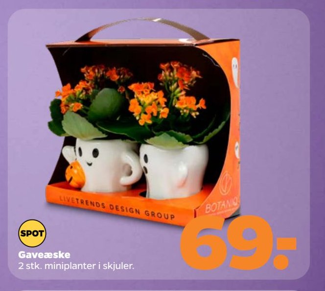 Gaveæske 2 stk. miniplanter i skjuler. – Netto