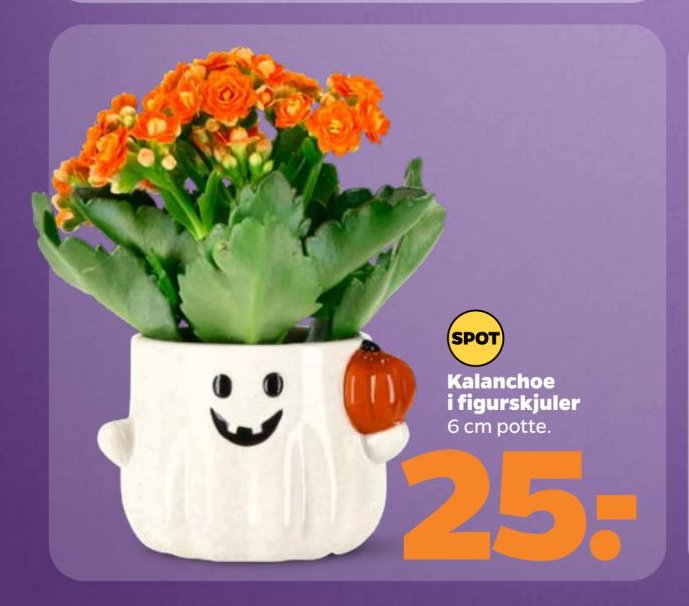 Kalanchoe i figurskjuler 6 cm potte. – Netto