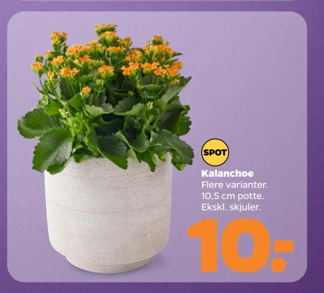 Kalanchoe Flere varianter. 10,5 cm potte. Ekskl. skjuler. – Netto