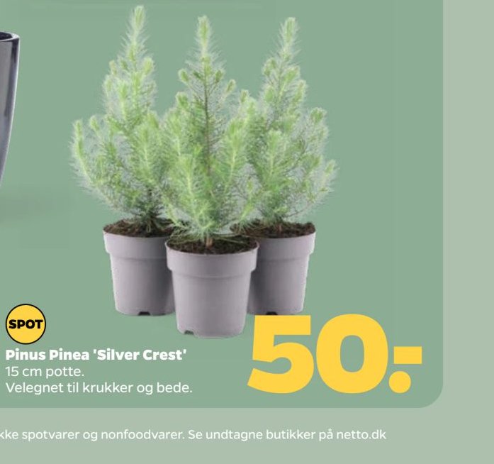 Pinus Pinea 'Silver Crest' – Netto