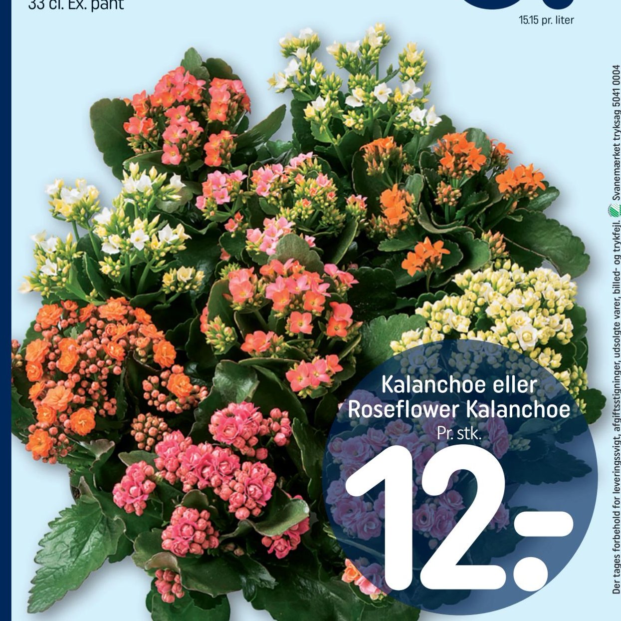 Kalanchoe eller Roseflower Kalanchoe Pr. stk. – Rema 1000