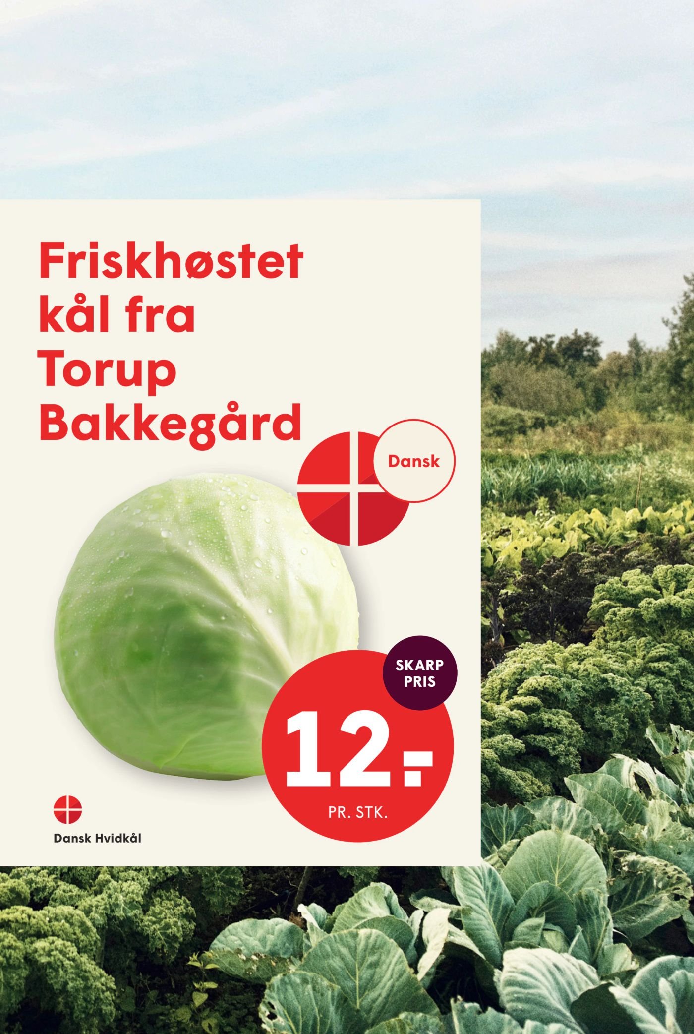 Dansk Hvidkål – Spar